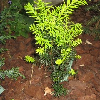 Taxus media ‘Hicksii’