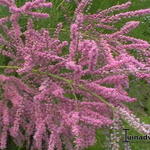 Tamarix - Tamarisk