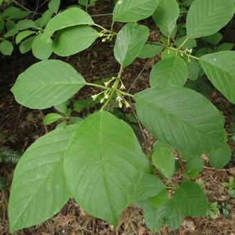 Frangula alnus