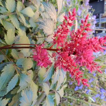 Astilbe x arendsii 'Fanal'