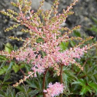 Astilbe Simplicifolia 'Sprite'