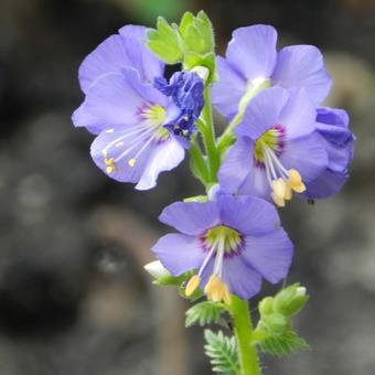 Polemonium caeruleum