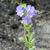 Polemonium caeruleum