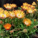 Delosperma cooperi 'JEWEL OF DESERT Topaz' - IJsbloem