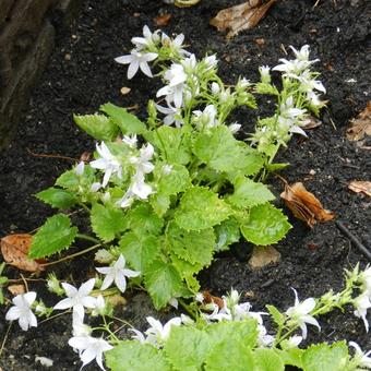 Campanula poscharskyana 'E.H. Frost'