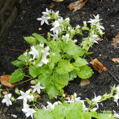 Klokjesbloem - Campanula poscharskyana 'E.H. Frost'