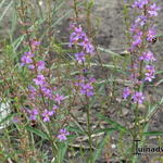 Lythrum virgatum 'Hélène' - Kattenstaart