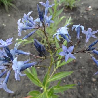 Amsonia orientalis