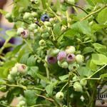 Vaccinium corymbosum 'Northland' - Blauwe bes