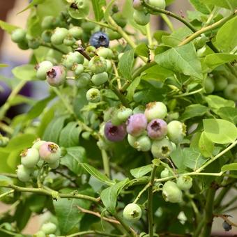 Vaccinium corymbosum 'Northland'