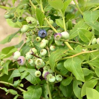 Vaccinium corymbosum 'Northland'