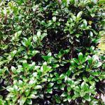 Ilex x meserveae ‘Heckenstar’ - Amerikaanse hulst