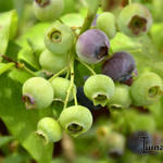 Vaccinium corymbosum 'Spartan' - Blauwe bes