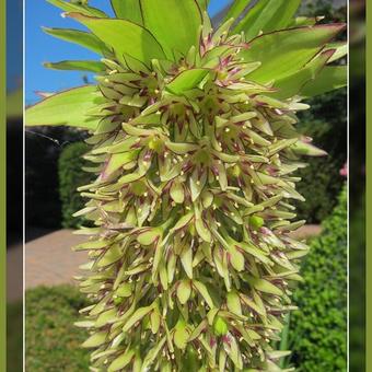 Eucomis bicolor