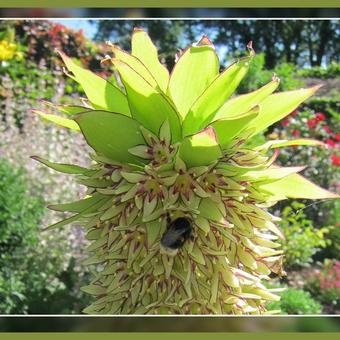 Eucomis bicolor