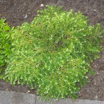 Tsuga canadensis 'Jeddeloh'