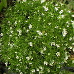 Gypsophila muralis 'Teeny' - Gipskruid