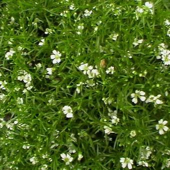 Gypsophila muralis 'Teeny'