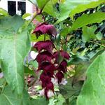 Leycesteria formosa 'Purple Rain' - Fazantenbes, Karamelbes, Grootmoeders oorbel - Leycesteria formosa 'Purple Rain'