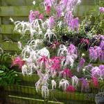 Dianthus chinensis 'Dancing Geisha’ - Anjer