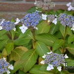 Hydrangea  macrophylla  'Mariesii Lilacina' - Hortensia