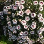 Dianthus 'Coconut Sundae' - Anjer