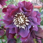 Helleborus orientalis 'DOUBLE ELLEN'-serie - Nieskruid