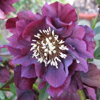 Helleborus orientalis 'DOUBLE ELLEN'-serie