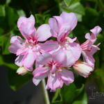 Pelargonium 'Weisz Koningin' - Geranium