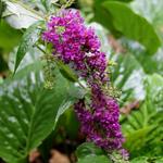 Buddleja davidii 'Nanho Purple' - Vlinderstruik