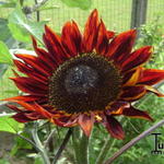 Helianthus annuus 'Moulin Rouge' - Zonnebloem