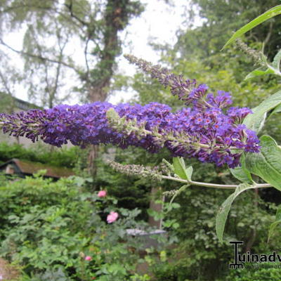 Vlinderstruik - Buddleja davidii 'Empire Blue'