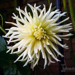 Dahlia 'White Star' - Dahlia