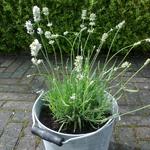 Lavandula angustifolia 'Artic Snow' - Lavendel