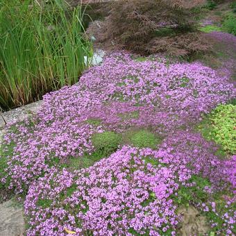 Thymus praecox 'Coccineus'