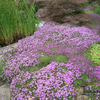 Kruiptijm - Thymus praecox 'Coccineus' 