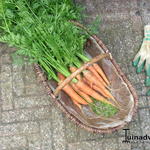 Daucus carota 'Harlekin' - Wortel, zomerwortel