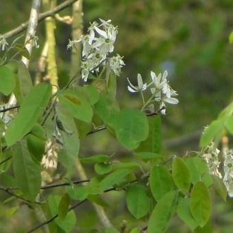 Amelanchier canadensis