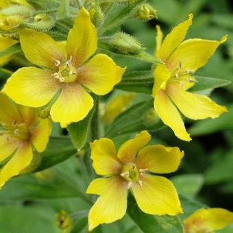 Lysimachia punctata