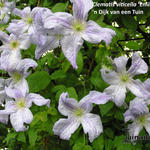 Clematis viticella 'Emilia Plater' - Bosrank