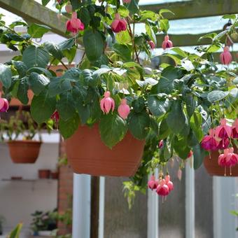 Fuchsia 'Garden News'