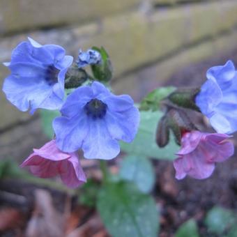 Pulmonaria officinalis