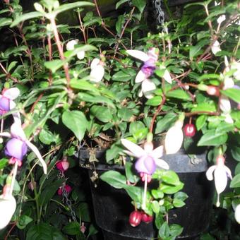 Fuchsia 'La Campanella'