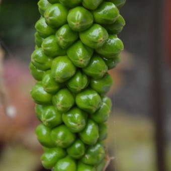 Arum italicum