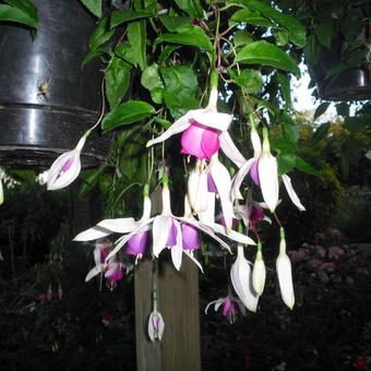 Fuchsia 'Windhapper'