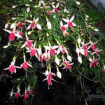 Fuchsia 'Land van Beveren' - Bellenplant