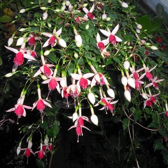 Fuchsia 'Land van Beveren'