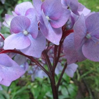 Hydrangea macrophylla 'Blue Ball'