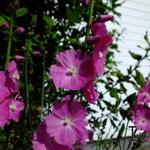 Sidalcea 'Purpetta' - Griekse malva