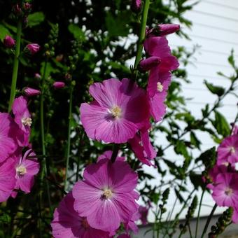 Sidalcea 'Purpetta'